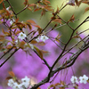 お花見