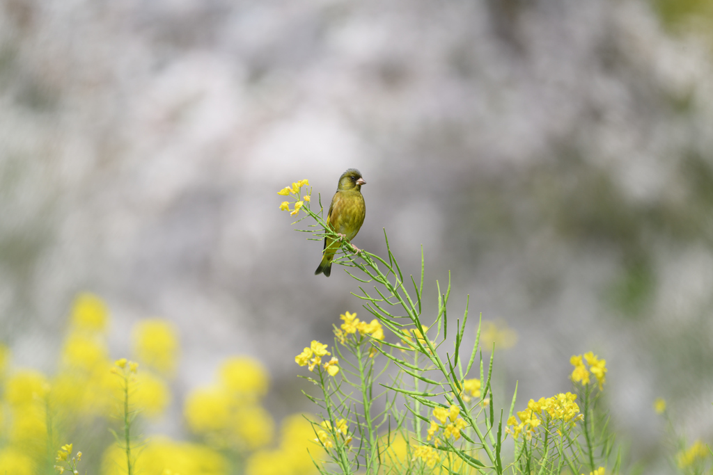 菜の花畑