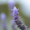 ～Lavandula dentata～