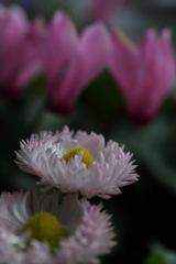 雛菊