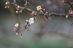 春の香り