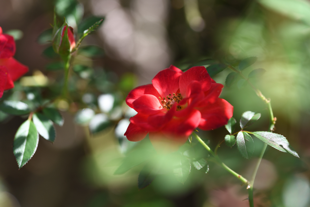夜長の薔薇