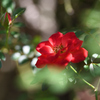 夜長の薔薇