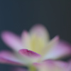 咲きはじめ