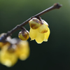 fragrance