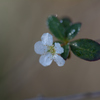 白くて小さな花
