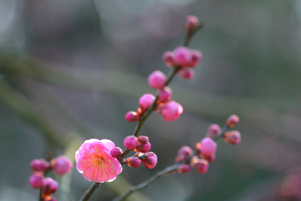 紅梅