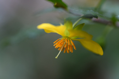 ミッキーマウスの木（花）