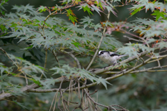 初秋のエナガ