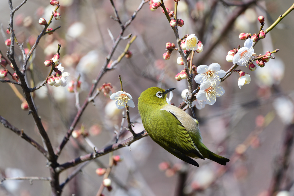 春めく