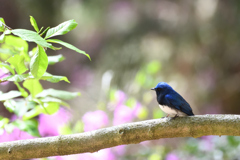 夏鳥