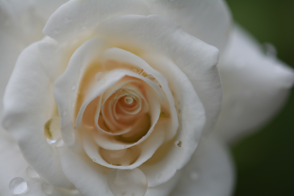 RSKバラ園の薔薇
