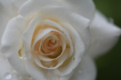 RSKバラ園の薔薇