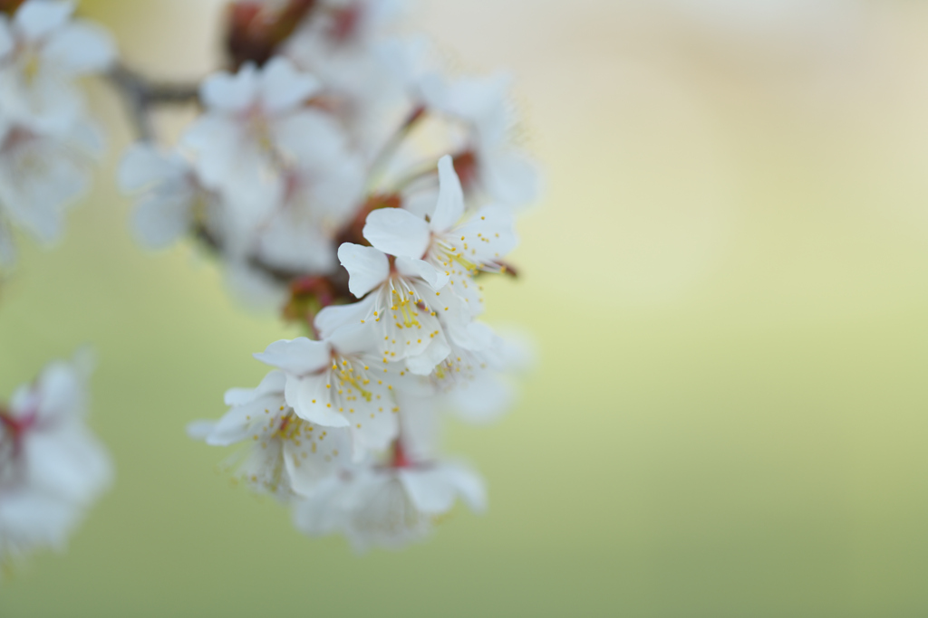 桜時