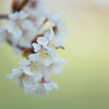 桜時