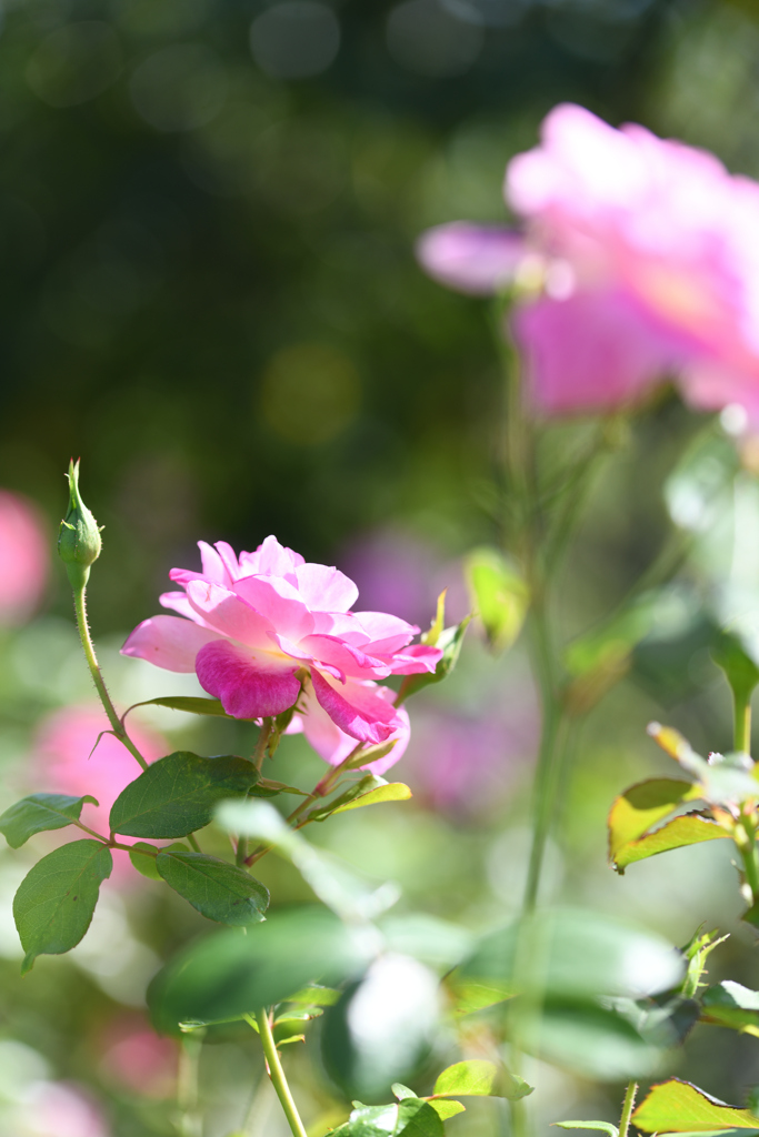 秋麗の薔薇