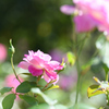 秋麗の薔薇