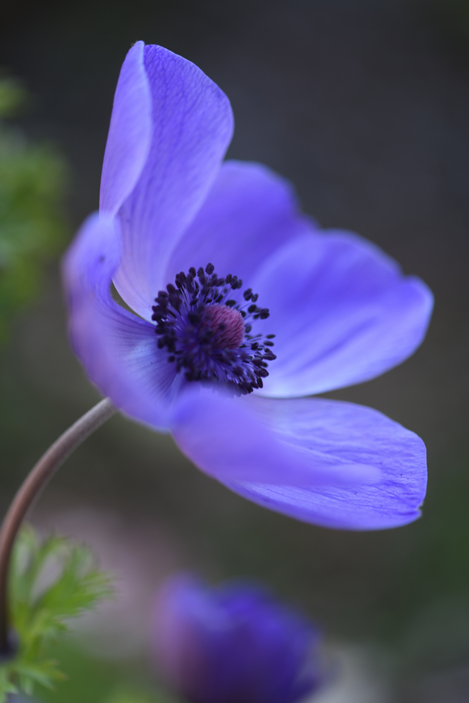 風の花