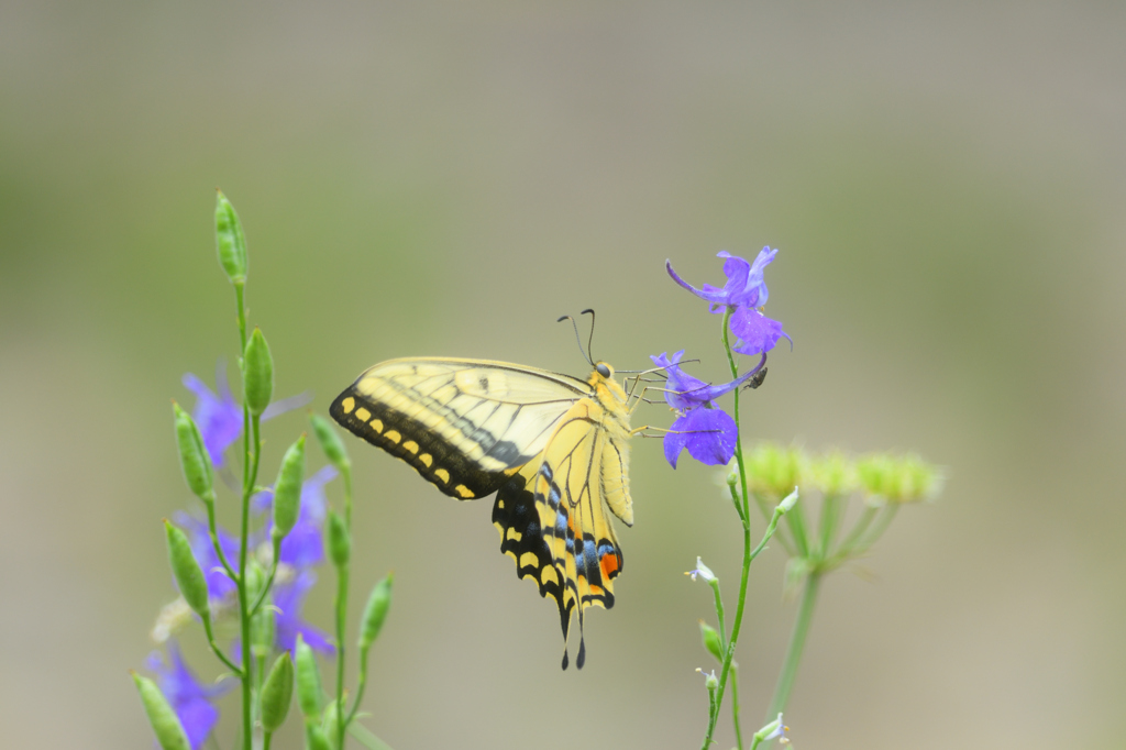 Flower nectar