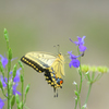 Flower nectar