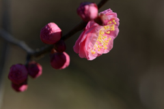 梅香る