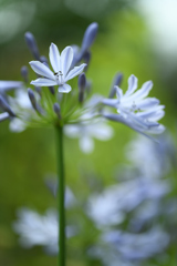 紫花火