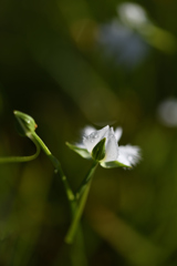 夏の花