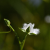 夏の花