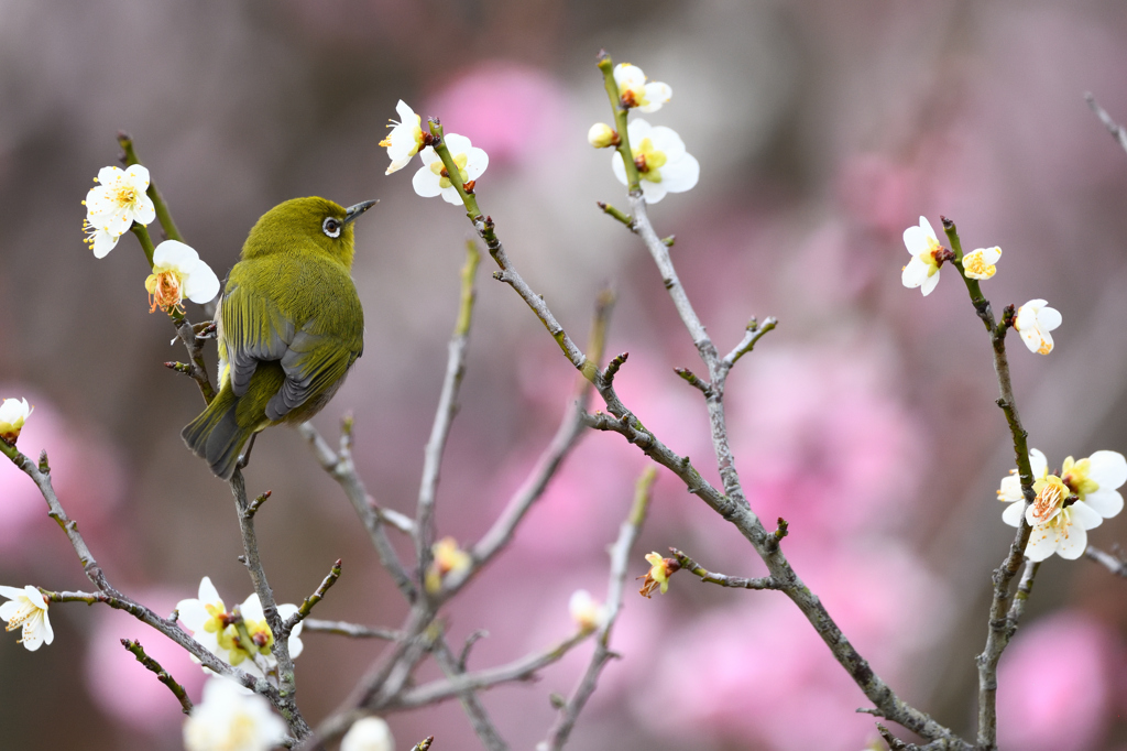 春よ来い