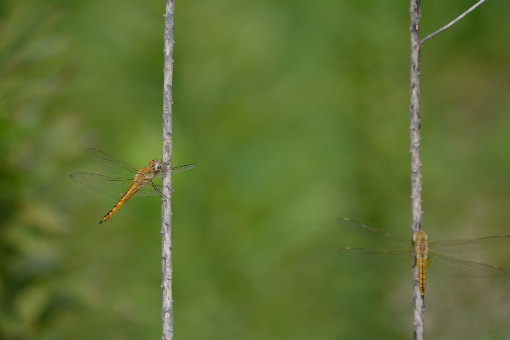 ウスバキトンボ
