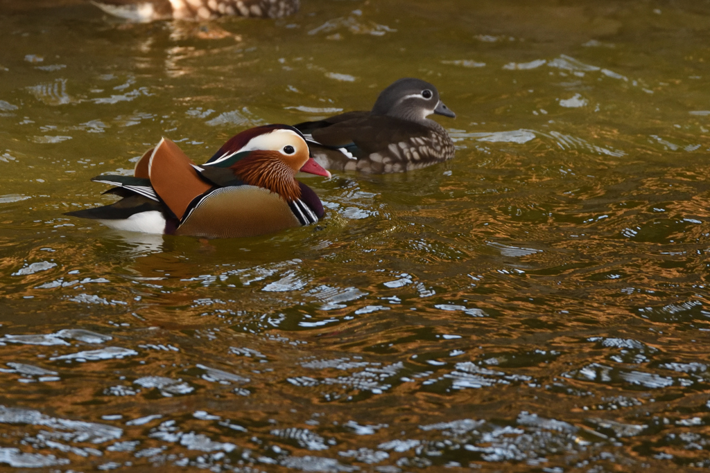 レッドゴールド