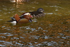 レッドゴールド