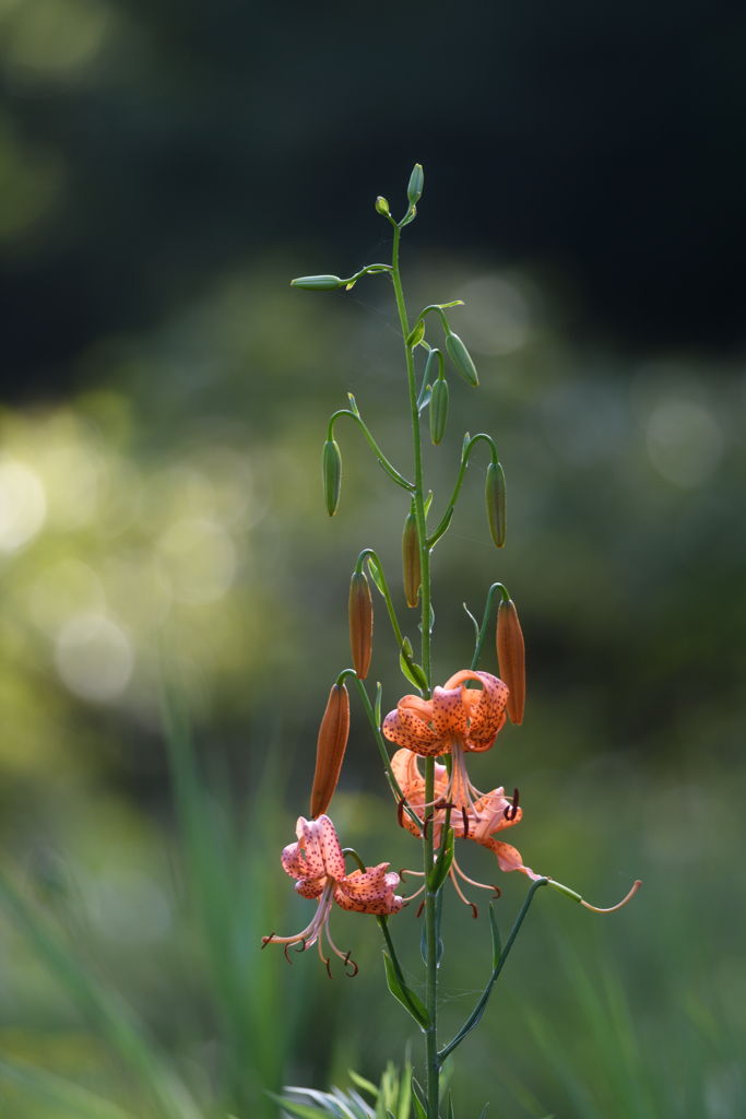 萓百合