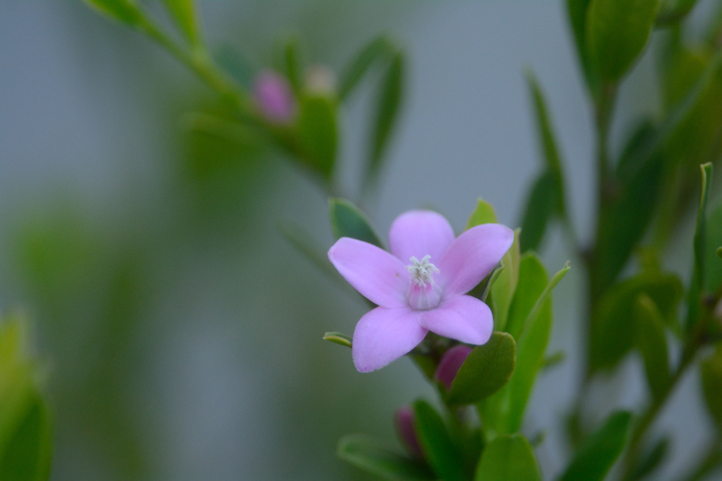 プーリンダ・エクスタシー