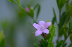 プーリンダ・エクスタシー