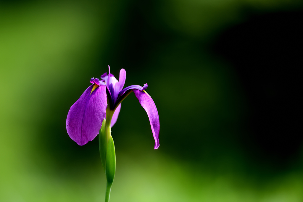 野の花