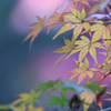 紅葉始まる