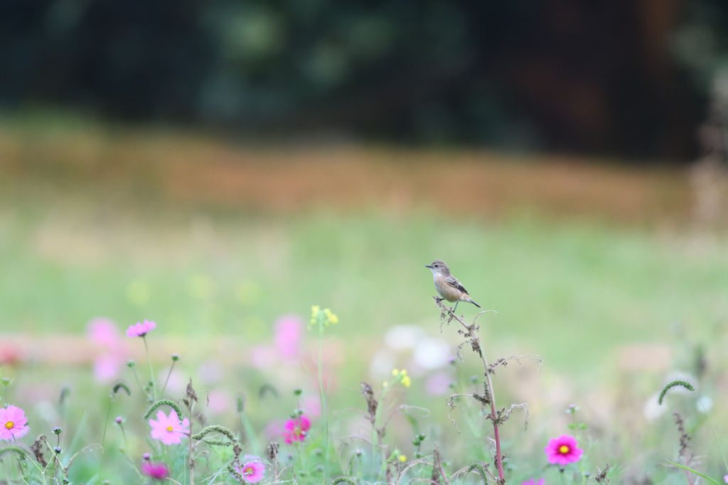 秋桜とノビタキ