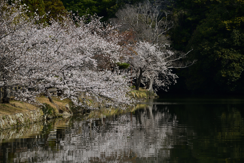 お堀の桜