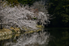 お堀の桜