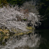 お堀の桜