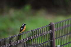 公園で見張り