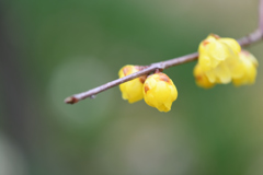 冬の花