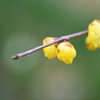 冬の花