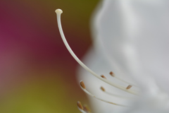 蕊