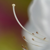蕊