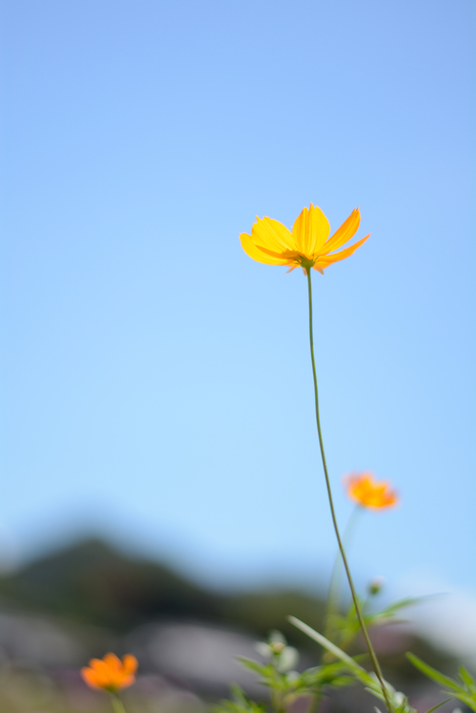 青空を見上げて