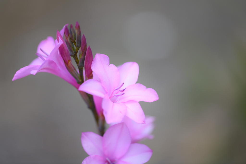 Watsonia