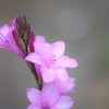 Watsonia