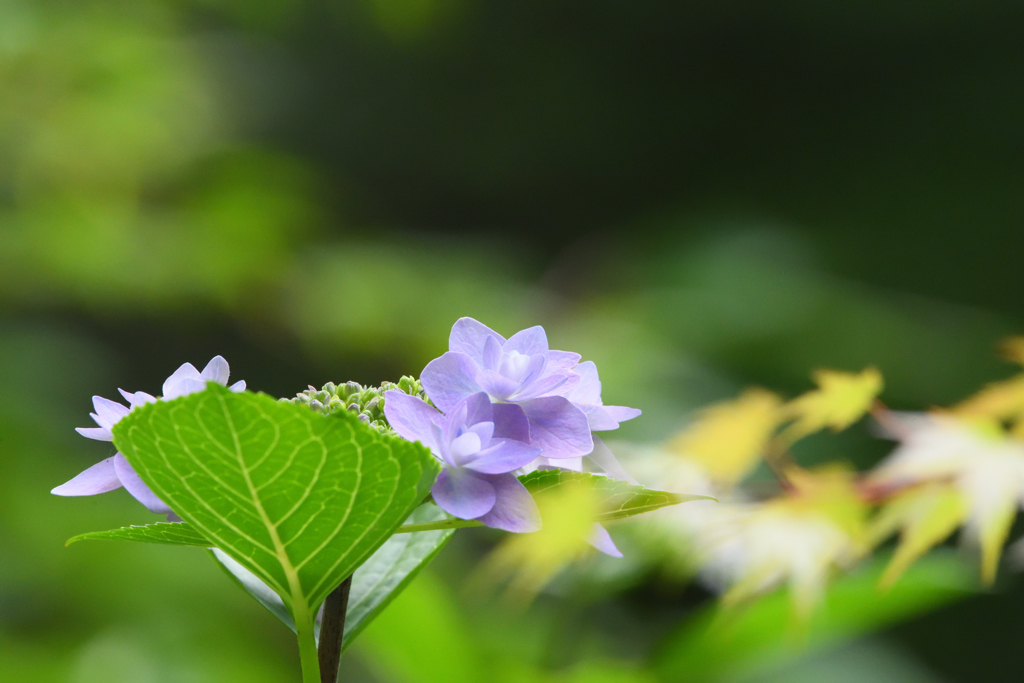 紫陽花　×　モミジ